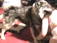 Dog pounding hard inside granny beastie gal's pussy
